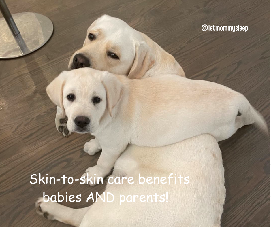 Baby care shown by yellow lab puppy standing over adult lab